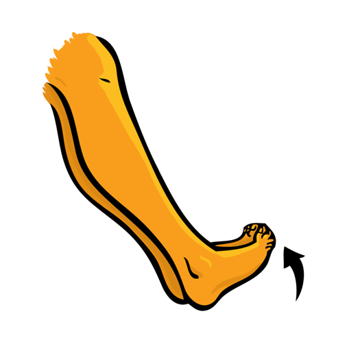 zehenspitz
